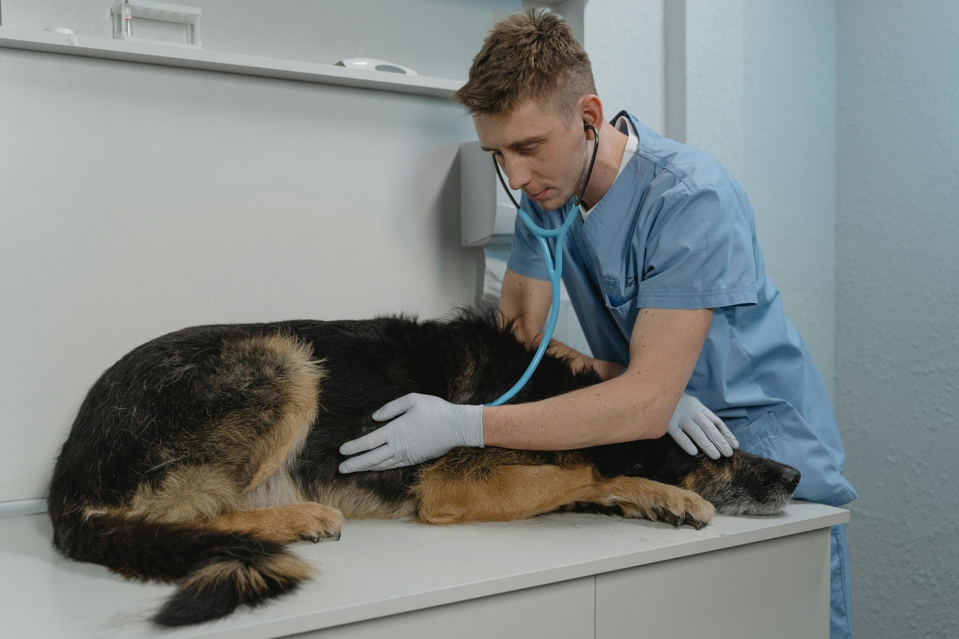 Farm & Large-Animal Vets near Cherry Hill